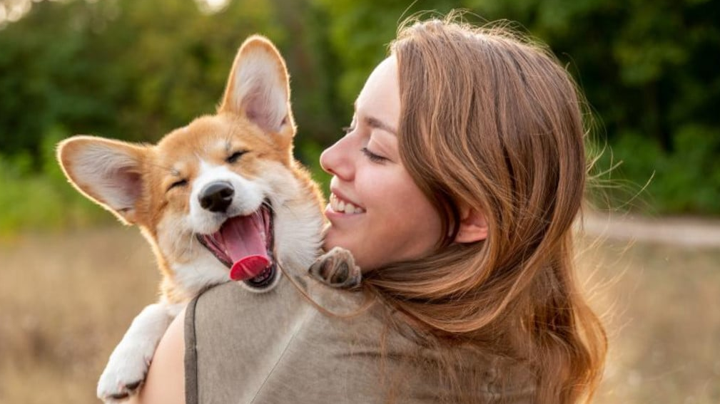 perro feliz perro feliz