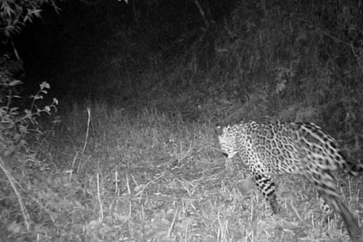El yaguareté (Panthera onca) es una especie en peligro crítico de extinción en Argentina, donde se estima que solo quedan entre 200 y 250 individuos en libertad. (Foto: www.lagaceta.com.ar)