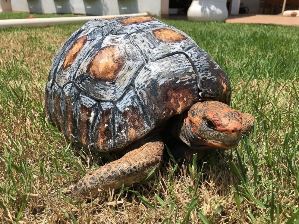 Ella es la primera tortuga con un caparazón impreso en 3D | Bioguia