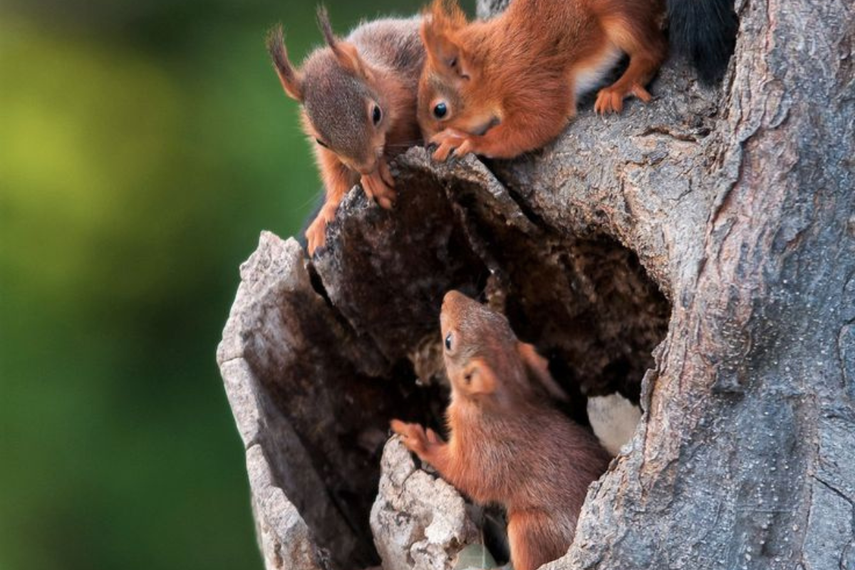 Los quolls orientales, reconocidos por sus características singulares con manchas blancas y su conducta nocturna, son considerados oportunistas en la caza. (Foto: Pinterest)