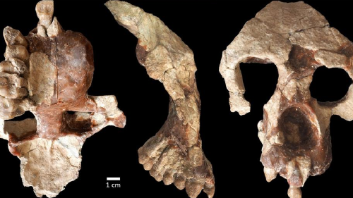 66655152_1004 66655152_1004