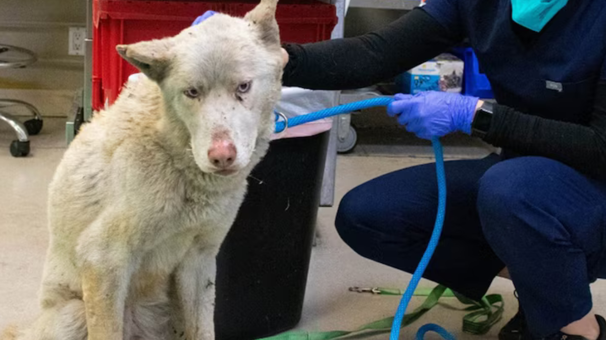 Un perro fue hallado cerca de la zona afectada por los incendios, cubierto de cenizas y deshidratado. “