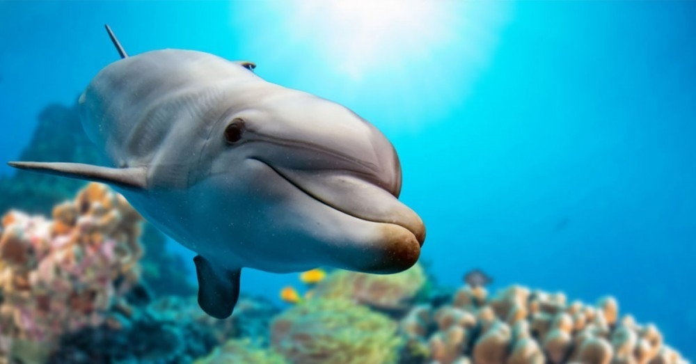 7 Curiosidades Del Delfín Que Seguro No Conocías Bioguia