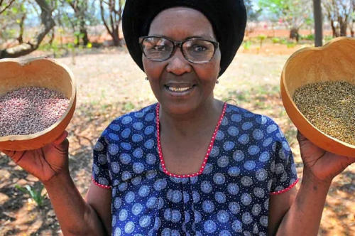 Rosa Ramaipadi Rosa Ramaipadi