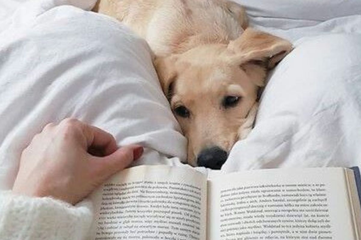 Diseño sin título 2024 11 20T104912.574 ¿Cuáles son las palabras humanas que los perros entienden al escucharlas? (Foto: Pinterest)