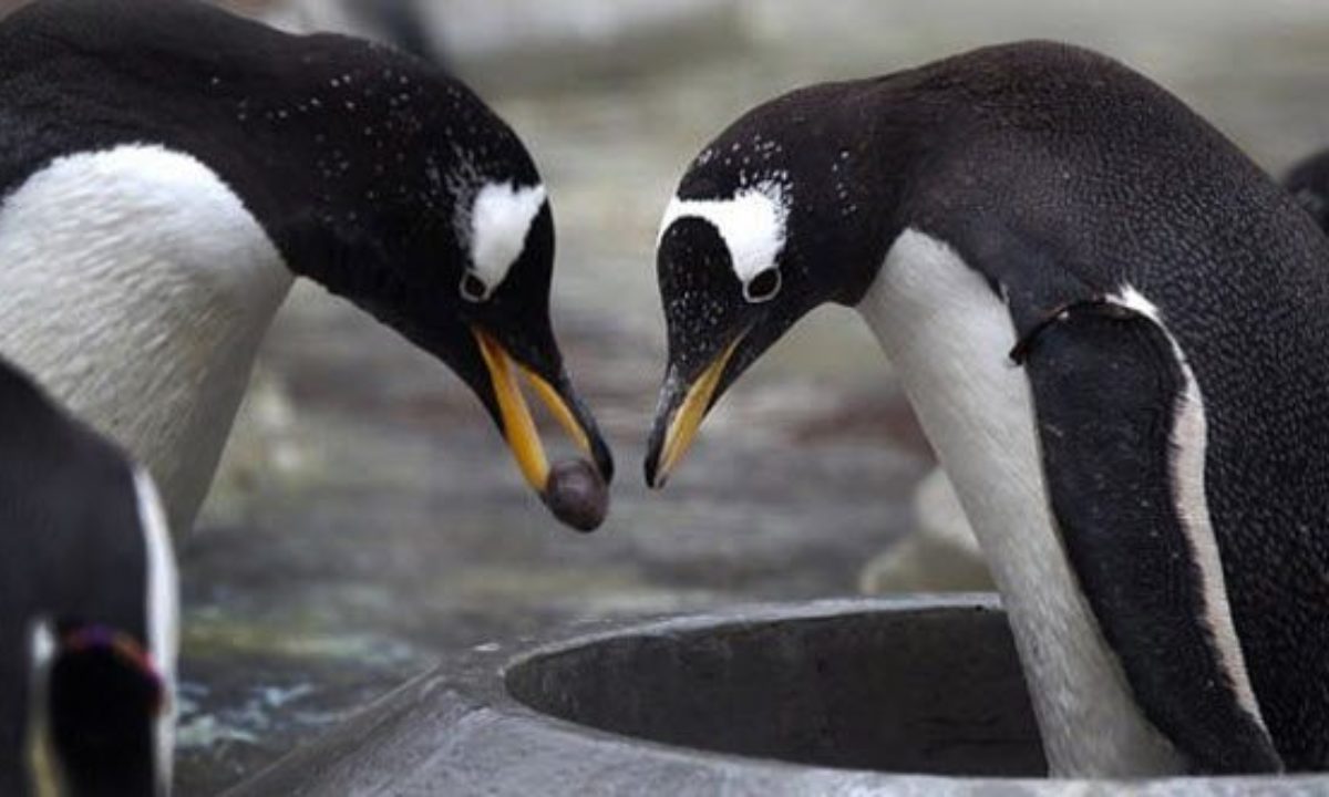 ¿Sabías que los animales también hacen regalos a sus amigos? Bioguia