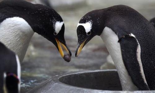 6a penguin pebble proposal 1200x720 6a penguin pebble proposal 1200x720