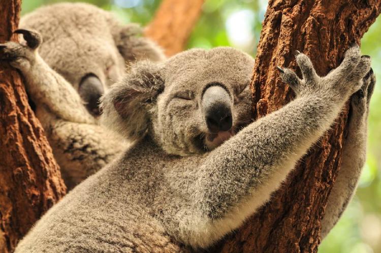 Koalas durmiendo Koalas durmiendo