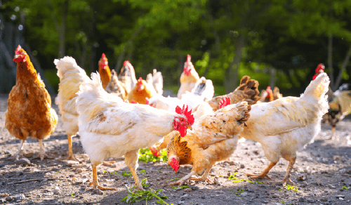 Semana de las gallinas 3 Semana de las gallinas 3