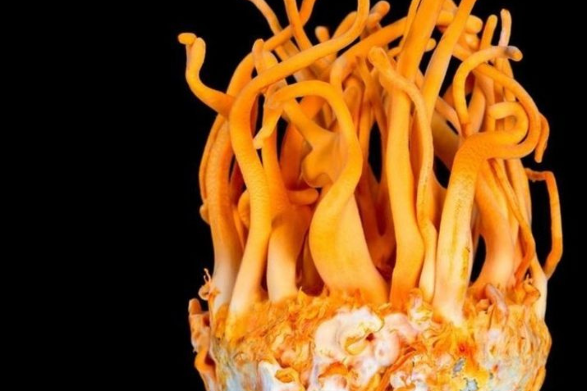 fungi La medicina del futuro podría depender del reino fungi. (Foto: Pinterest)