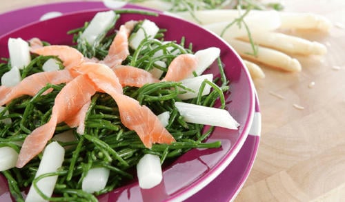 salicornia2 salicornia2