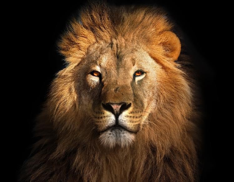 Significado espiritual de soñar con leones