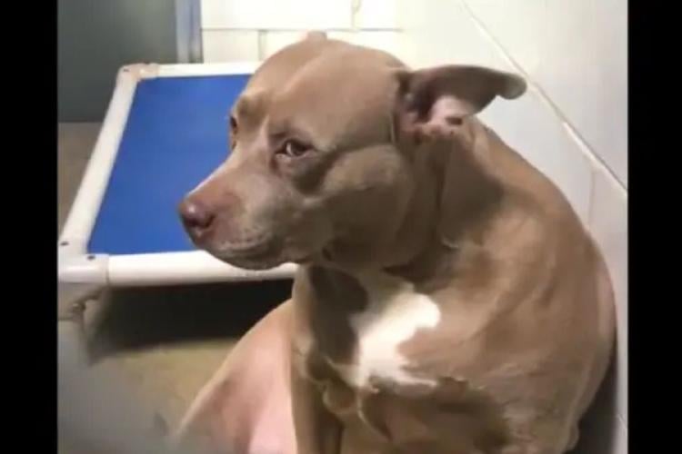 Perra en refugio Perra abandonada en el refugio sin sus cachorros. Imagen de @sarah.sleime a través de Facebook