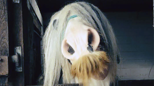 caballo bigote Los caballos de la raza Gypsy Vanner, también conocidos como caballos gitanos, son famosos por su pelaje denso, su crin y cola