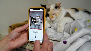 App-dolor-gatos