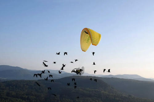 vuelo pajaros3 vuelo pajaros3