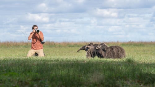 Gente observando oso hormiguero Iberá Junio 2023 Sebastián Navajas Fundación Rewilding Argentina 03462(1) Gente observando oso hormiguero Iberá Junio 2023 Sebastián Navajas Fundación Rewilding Argentina 03462(1)