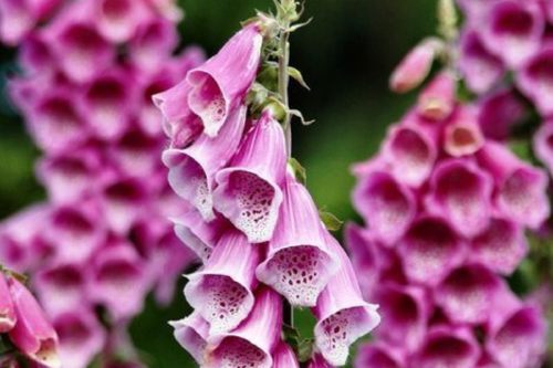 flores toxicas Imagen: Pinterest