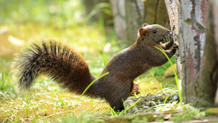Ardilla de vientre colorado Ardilla de vientre colorado
