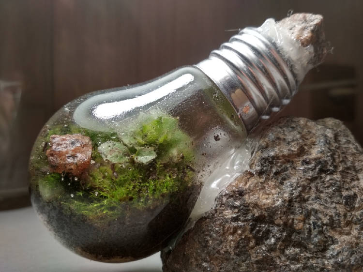 terrario eterno terrario eterno