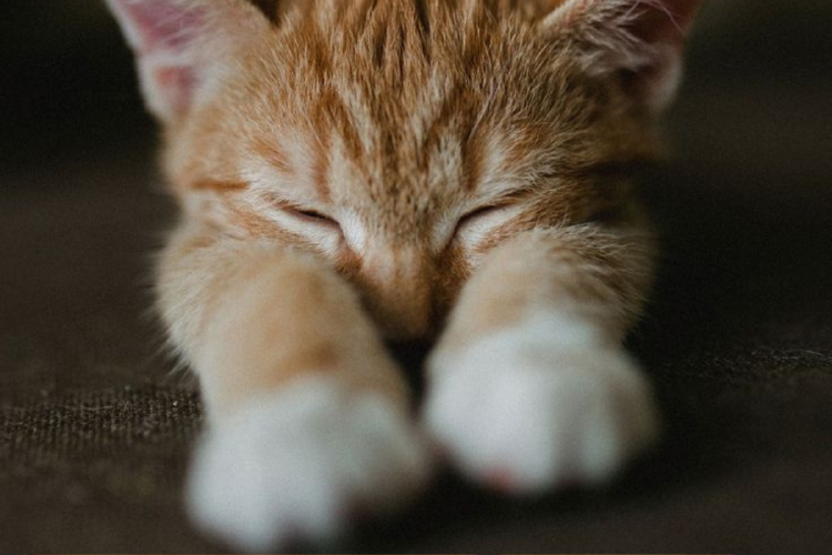 gato ¿Tu gato amasa con sus patitas?, tiene un motivo ancestral y te lo contamos. (Pinterest)