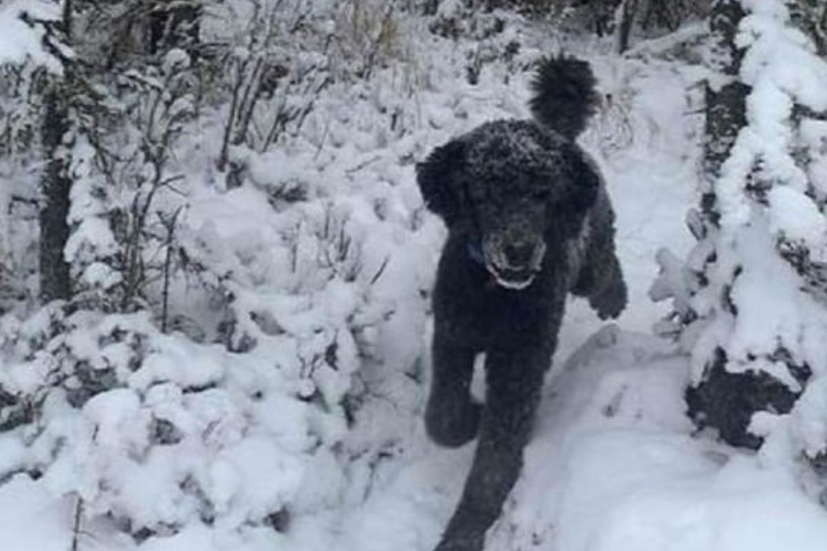 Juego visual (Imagen: msn.com)