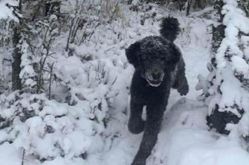 test visual Juego visual (Imagen: msn.com)