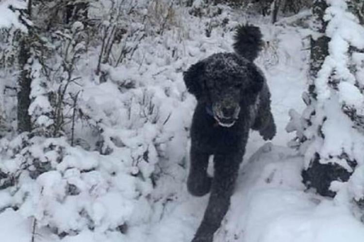 test visual Juego visual (Imagen: msn.com)