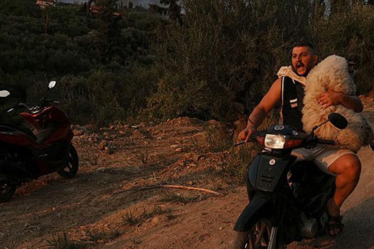 Olsjen Mucobega, albanés de 32 años residente en Grecia, transportaba una oveja en su motocicleta cuando se declaró un incendio en la ciudad de Patras el miércoles 13 de agosto de 2025.© AP Photo