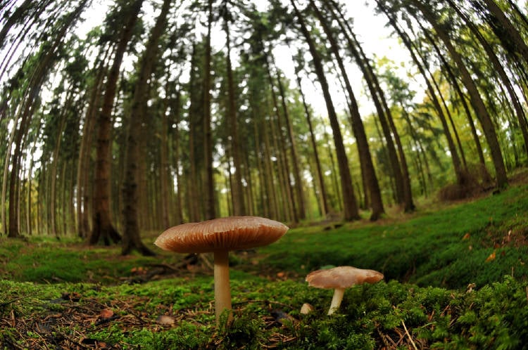 hongos bosque hongos bosque