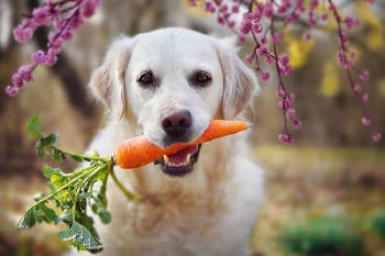 perro zanahoria