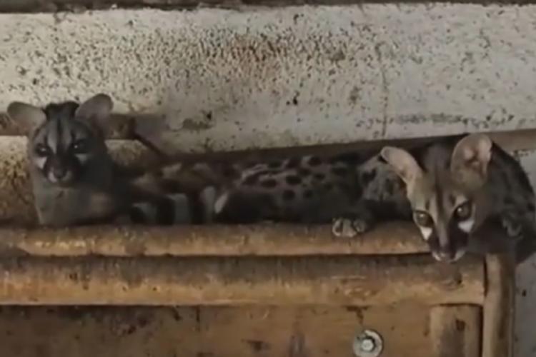 lemures La investigación inició tras detectarse un anuncio en una página web ofreciendo la venta de animales protegidos. (infobae.com)