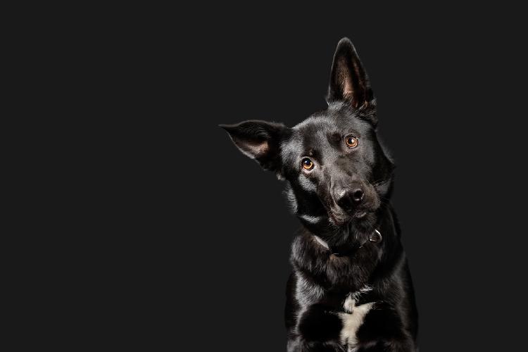 Soñar con un perro negro