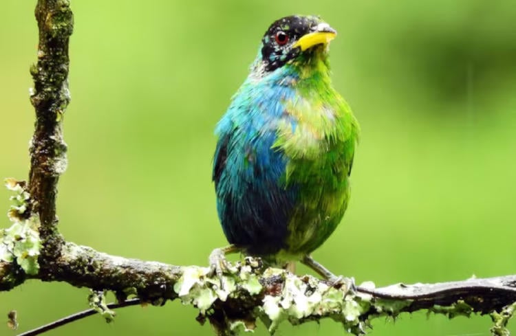 ave colombia2 ave colombia2