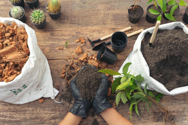 closeup-picture-of-gardener-s-hands-planting-plant closeup-picture-of-gardener-s-hands-planting-plant.jpg
