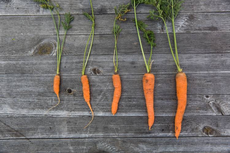 Zanahorias de distintos tamaños sobre una superficie de madera