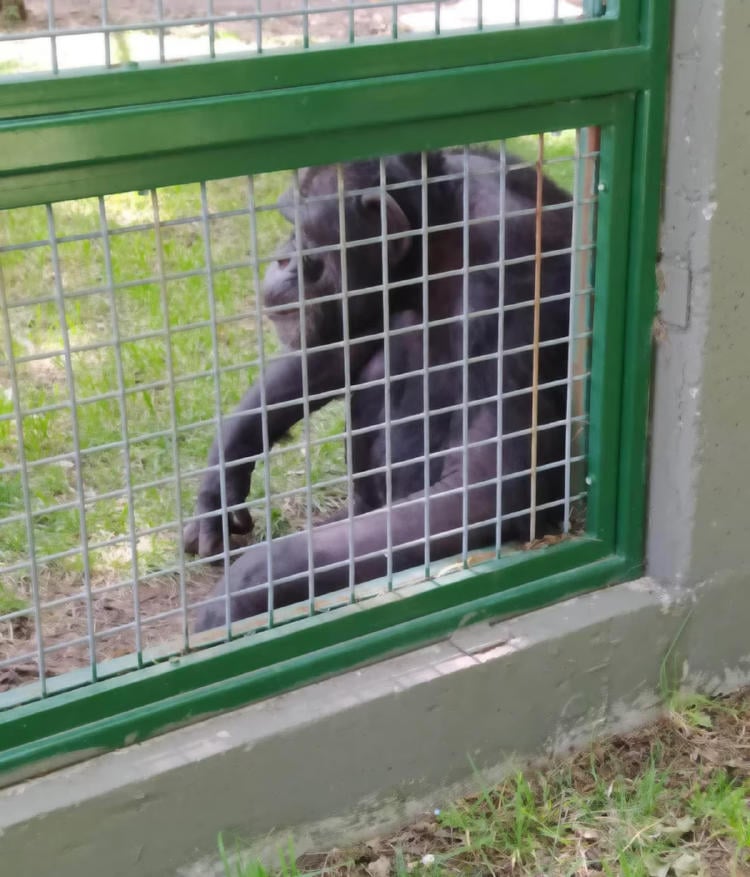 chimpancé2 chimpancé2