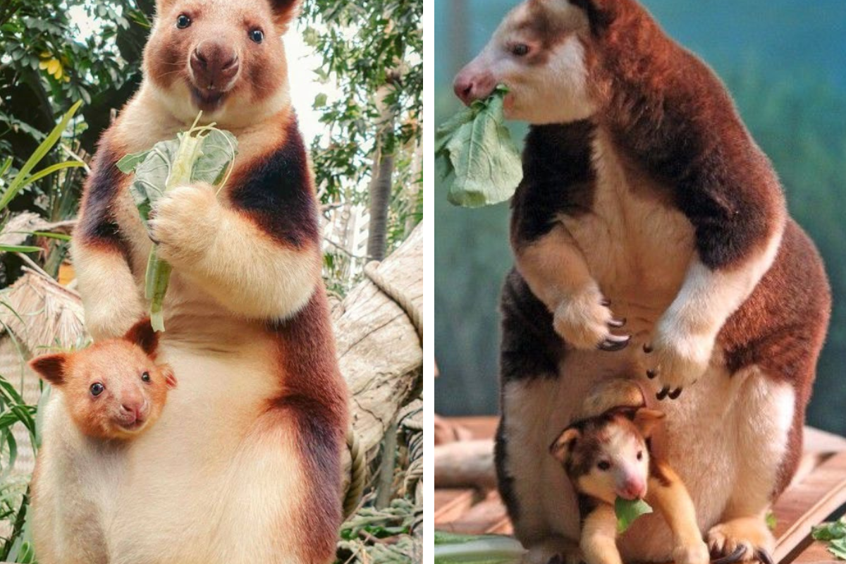El redescubrimiento del canguro arborícola funciona como un recordatorio de que aún existen especies que podrían reaparecer si se fortalecen las políticas ambientales (Imagen: Pinterest)
