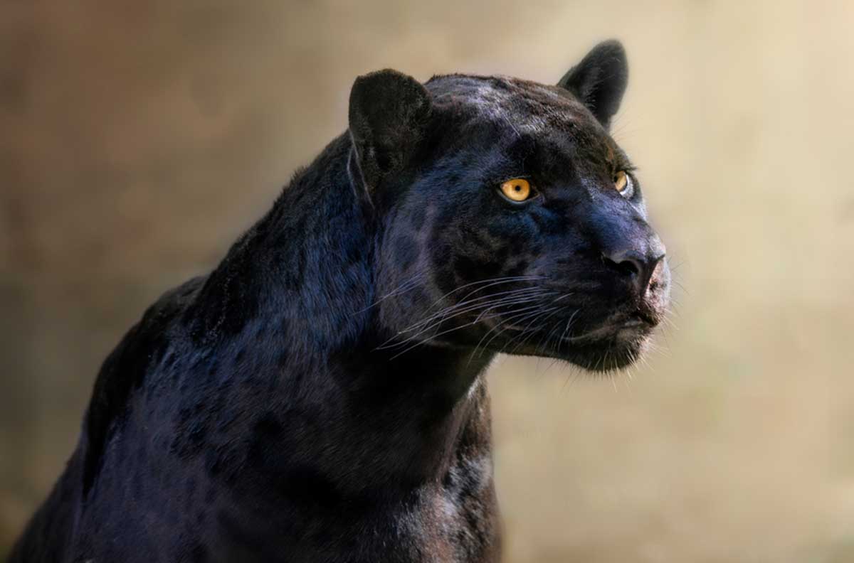 leopardo negro2