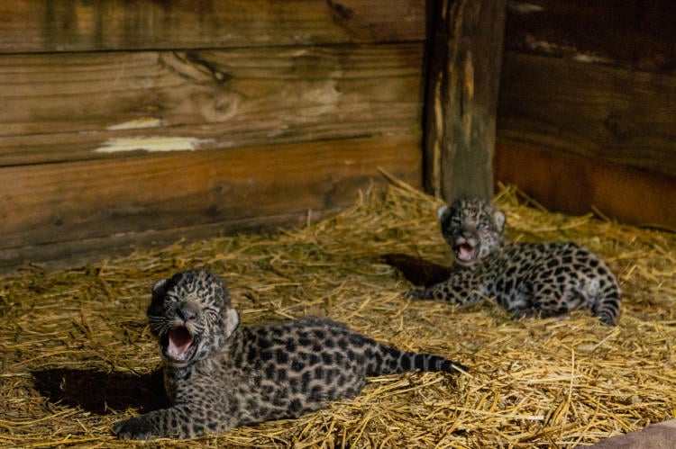 Yaguarete - Cachorros Tania y Qaramta - Matias Rebak - Rewilding Argentina - Cachorros Tania-32 Cachorros de Yaguareté