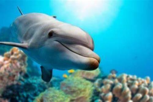 delfin Científicos impactados con delfín que vive “y habla solo”.