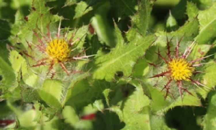 cardo-bendito2 cardo santo