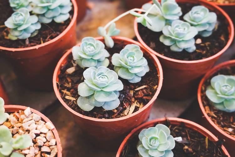 Succulents require very little care.