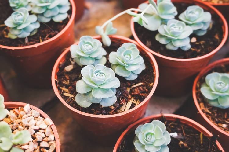 green succulent flowers on pot 866047