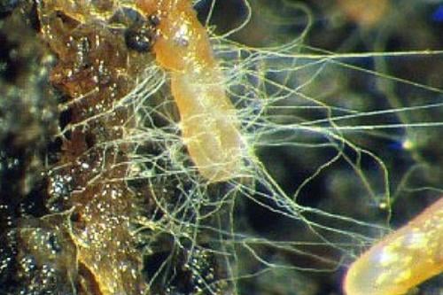 hongos Micorrizas: arquitectas invisibles de la vida terrestre. (PINTEREST)