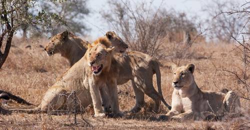 Una manada de leones devoró a los cazadores que los amenazaban