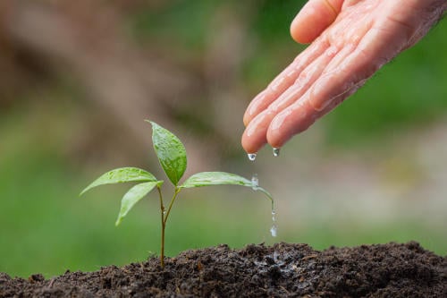close up picture of hand watering the sapling of the plant close up picture of hand watering the sapling of the plant