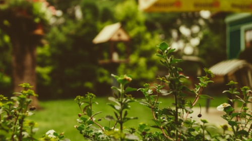 Fach Cuando se trata de mejorar nuestro jardín, la elección de plantas árboles adecuados juega un papel fundamental.