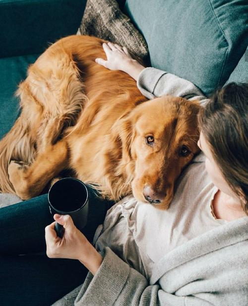 Perro Los animales domésticos evolucionan (Créditos: Pinterest)