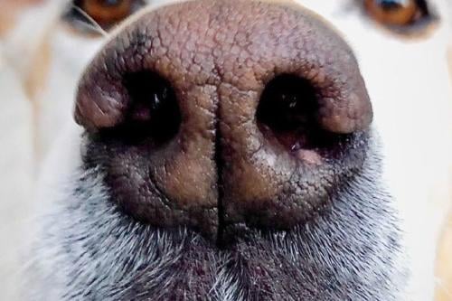 perro olfato.jpg Los perros tienen un olfato entre 10.000 y 100.000 veces más agudo que el de los humanos. (Pinterest)